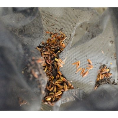 Siatka na wejście IBC o szerokości 1m NOWOŚĆ